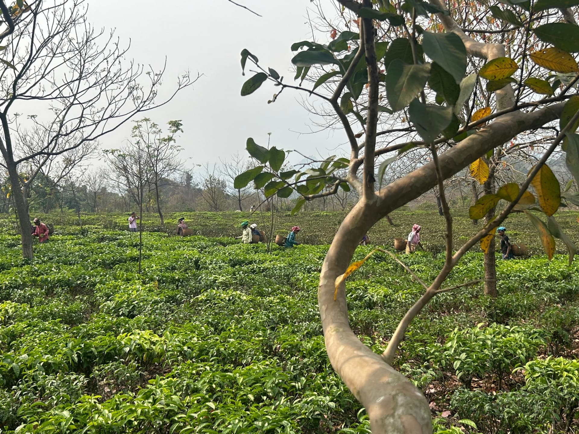 Tea garden in Assam