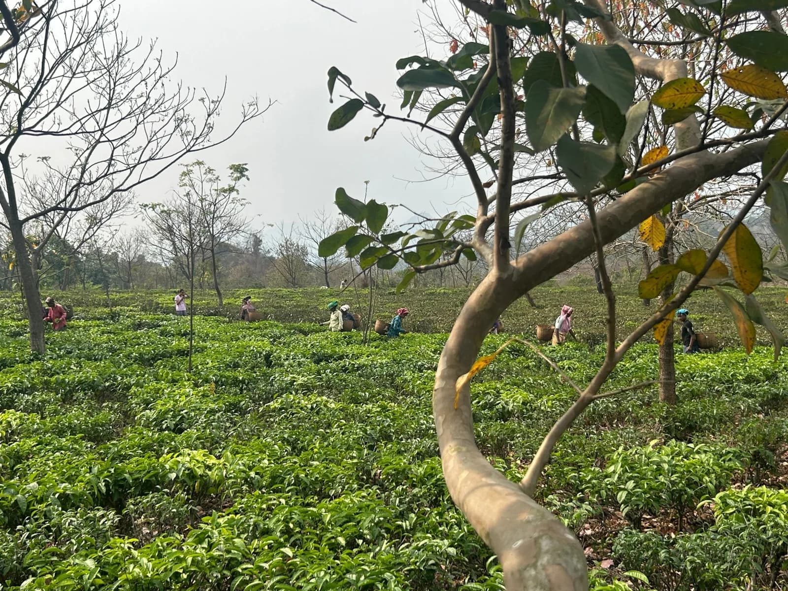 Tea garden in Assam