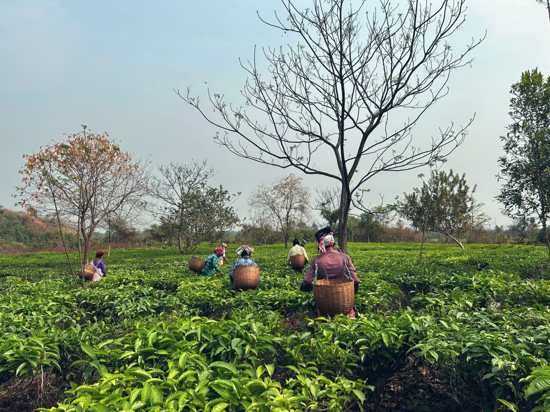 Tea gardens of Assam