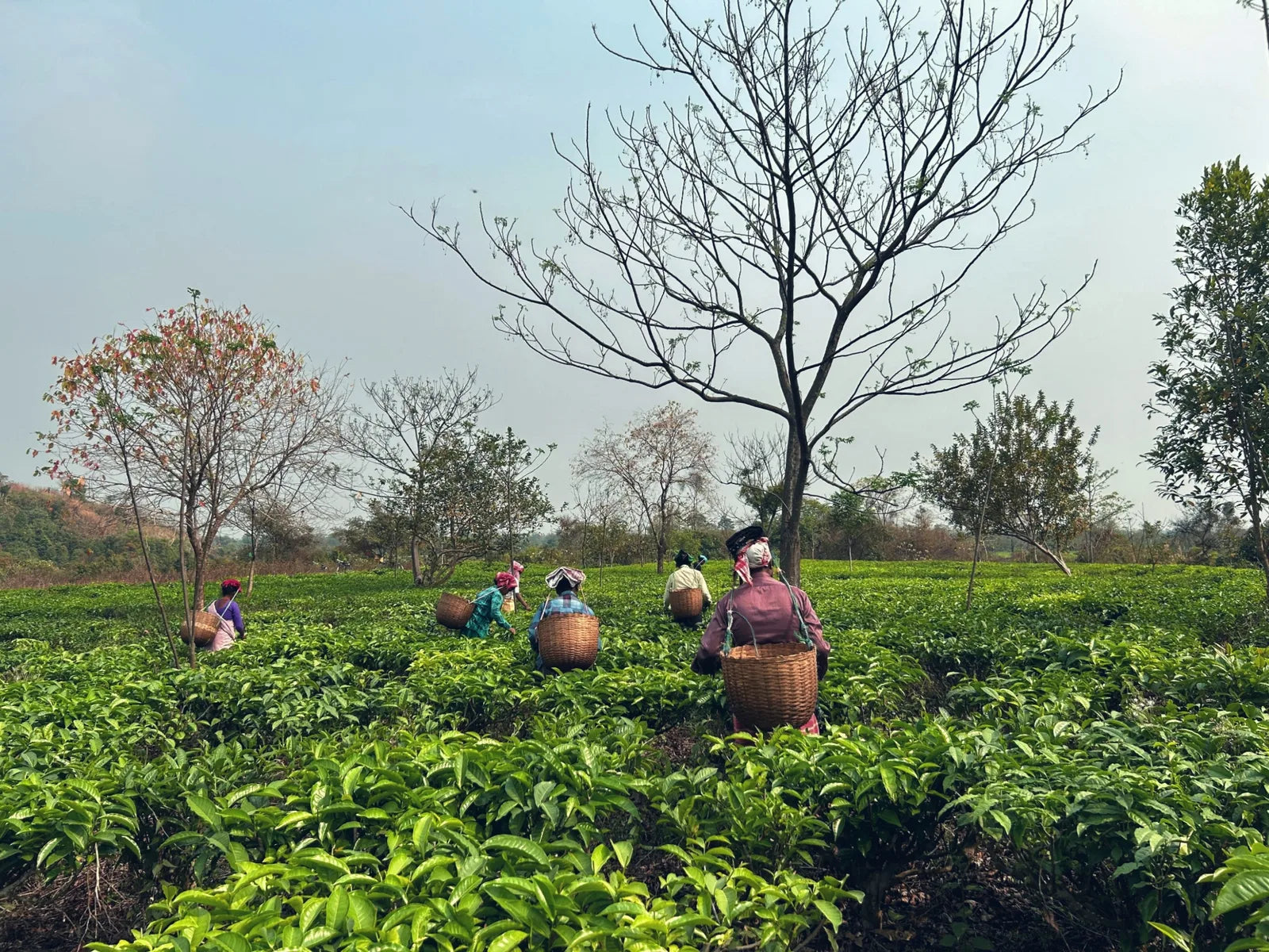 Tea gardens of Assam